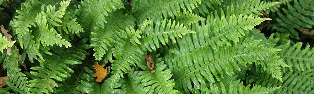 Polypodium Leucotomos