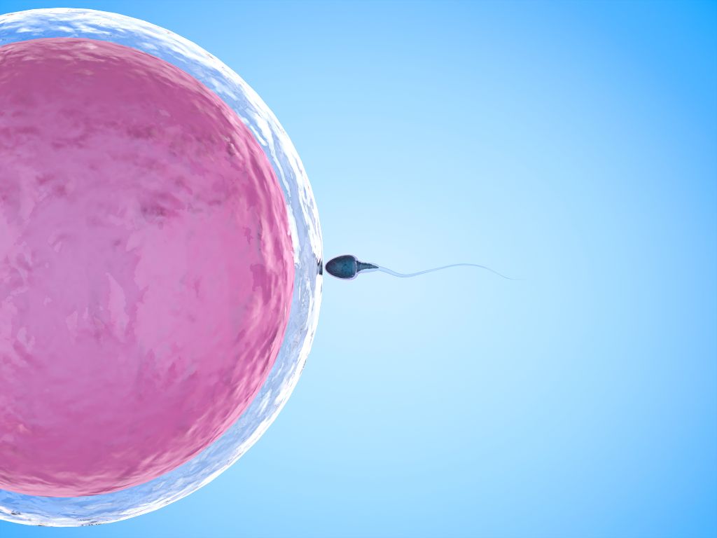 Ashwagandhas påverkan på testosteron och fertilitet