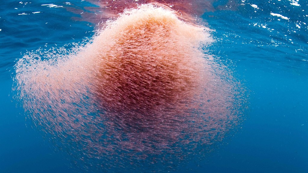 Krill och krillolja innehåller naturligt Astaxantin