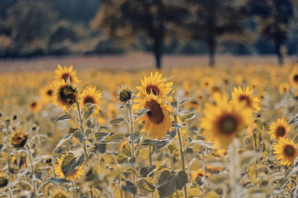 Solrosolja och solrosfrön är rika på E-Vitamin (Vitamin E)