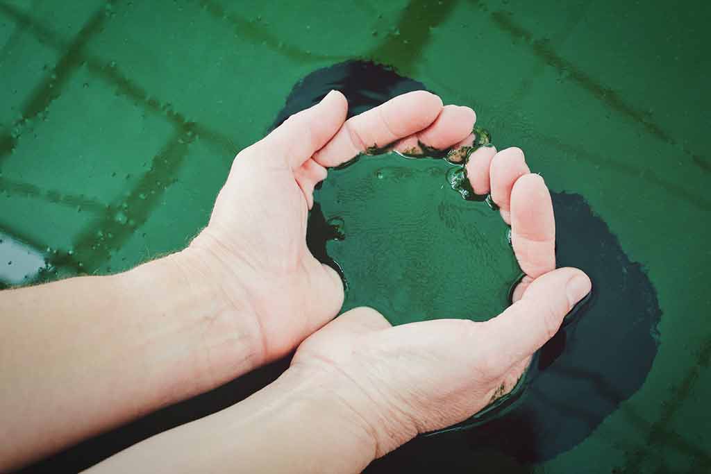 Förutom den höga halten protein innehåller spirulina också betakaroten, flera viktiga mineraler, vitaminer och klorofyll