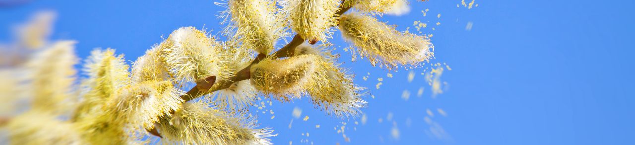 Allergi Pollen