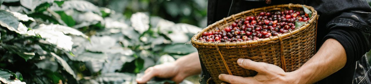 Coffee Beans